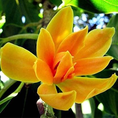 Redwingz Chapa/Plumeria flower Live Plant_(1 Foot) (, Pack 1